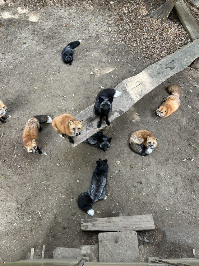 蔵王きつね村🦊
