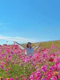 🍂福岡賞花賞銀杏必去的公園！
