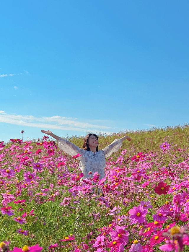 🍂福岡賞花賞銀杏必去的公園！
