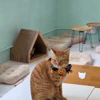 旺角人氣連鎖貓CAFE