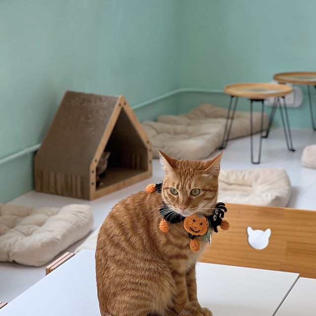旺角人氣連鎖貓CAFE