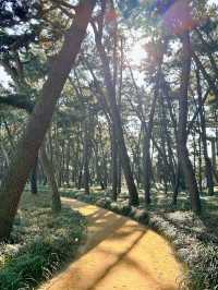 산책하기 좋은 장항송림신림욕장