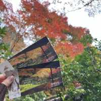 【日本・京都🇯🇵】京都の秋！美しい紅葉を見るならここ！