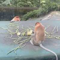 【コタキナバル🇲🇾】テングザル！オランウータン！貴重動物目白押し⭐️
