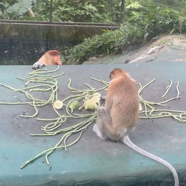 【コタキナバル🇲🇾】テングザル！オランウータン！貴重動物目白押し⭐️