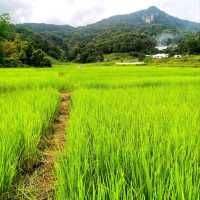 ชมนาขั้นบันไดกลางขุนเขา @บ้านแม่กลางหลวง