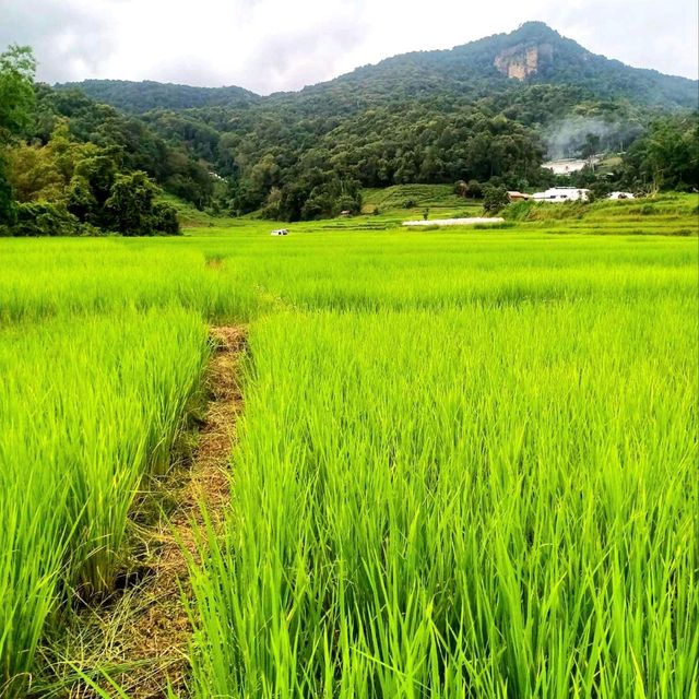 ชมนาขั้นบันไดกลางขุนเขา @บ้านแม่กลางหลวง