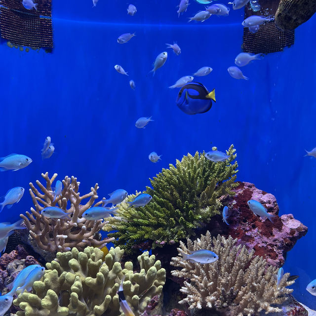 🇯🇵沖縄　📍美ら海水族館