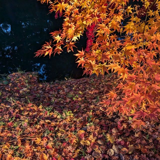 弘前城渡船賞夜楓，燈火楓紅醉是浪漫