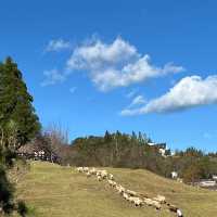 Explore Cingjing Farm, Taiwan’s High Mountain Leisure Farm