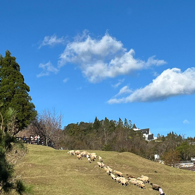 Explore Cingjing Farm, Taiwan’s High Mountain Leisure Farm