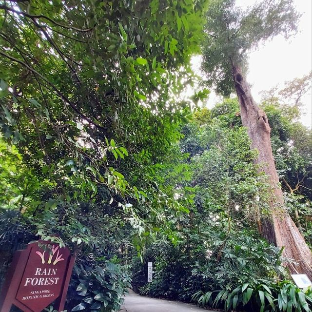 Singapore Botanic Gardens : สวนใหญ่ใจกลางเมือง