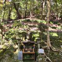 紅楓季書寫山漫步芬多精森林