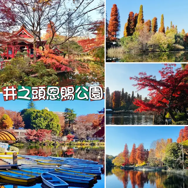 井之頭恩賜公園-不同種類的楓樹交織成美麗的畫卷