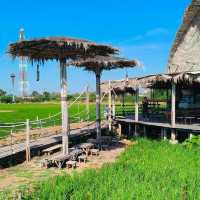 Authentic Thai food in a Rice Field🌾