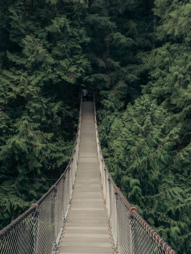 溫哥華林恩峽谷公園 Lynn Canyon