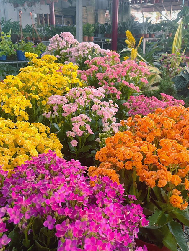 Ipoh Sunflower Garden: A Burst of Sunshine