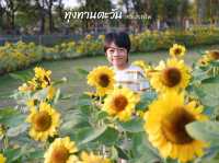 ทุ่งทานตะวัน สวนรถไฟ 🌻