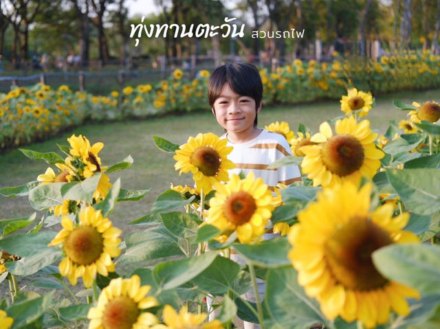 ทุ่งทานตะวัน สวนรถไฟ 🌻