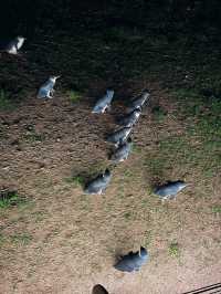 Saw this beautiful penguin parade at Melbourne 🐧 