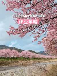 伊豆櫻花