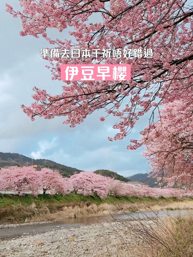 伊豆櫻花