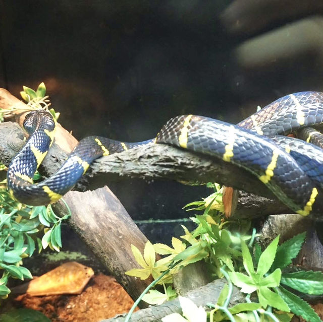 A Safari in the City: Majestic Creatures and Lush Landscapes at Singapore Zoo