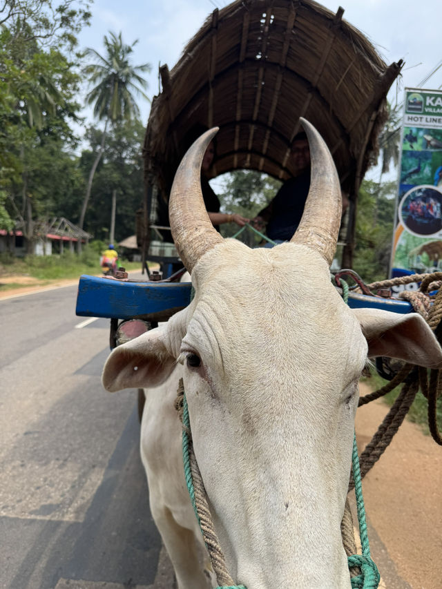 Cultural tour