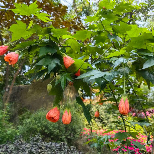 【中国/アモイ園林植物園】
