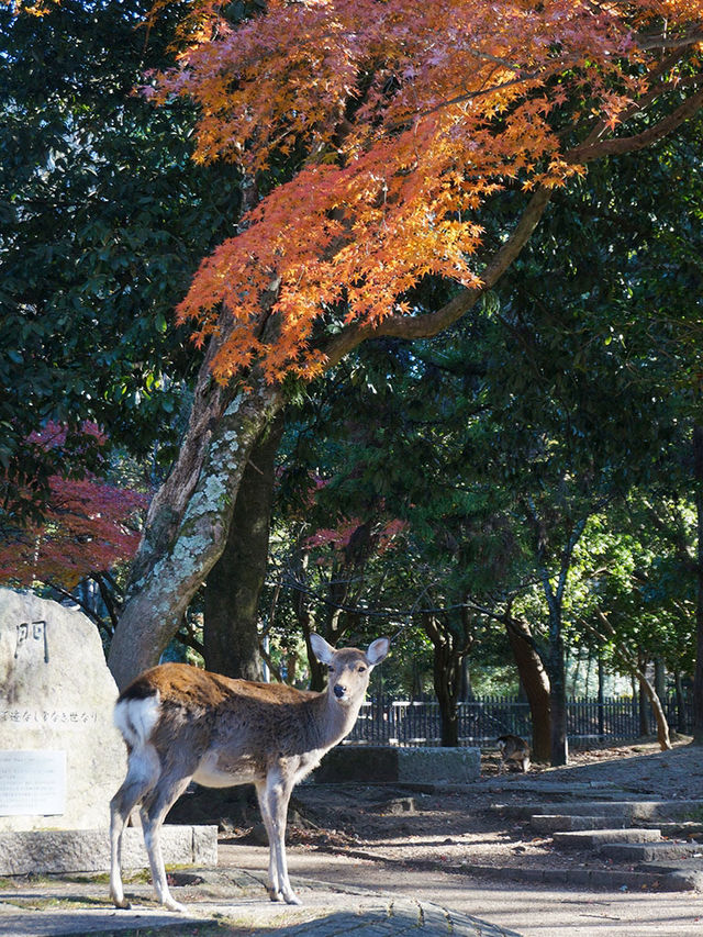 大阪行程|周邊一日遊|春日野園地與若草山 大阪行程|周邊一日遊|春日野園地與若草山