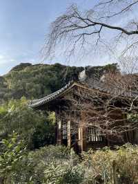 【鎌倉×初春日帰り旅】  「花の寺」として有名  梅の名所