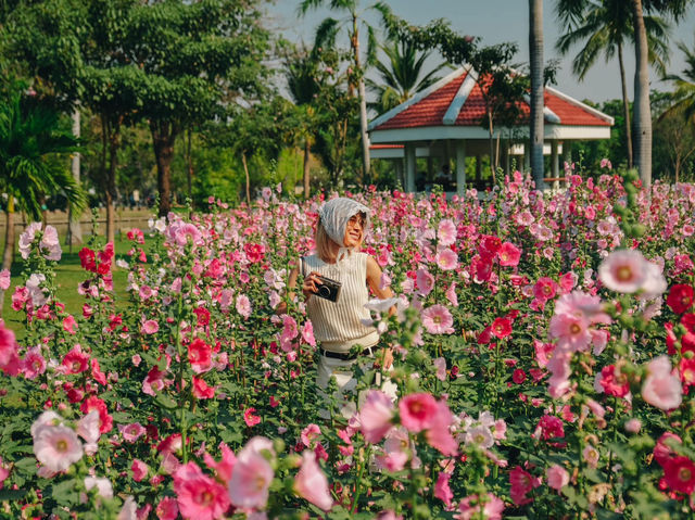 สวนจตุจักรตอนนี้เป็นสีชมพู สวยมาก💕