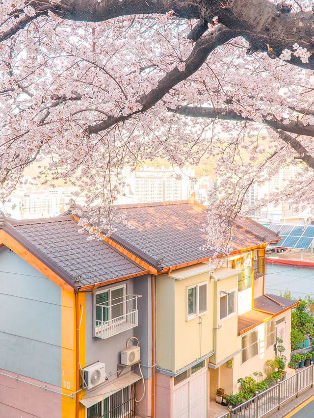 일본 감성 가득한 부산 벚꽃 명소 개금벚꽃길💖