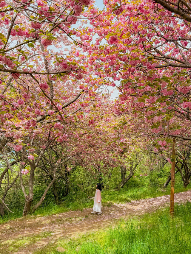 부산 겹벚꽃 명소 모음💞