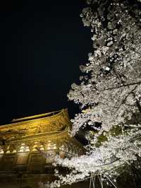 🌟 京都東寺夜櫻：一生必去的絕景 🌸