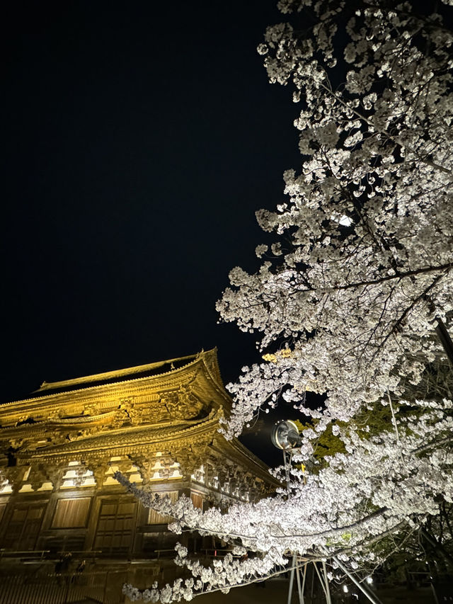 🌟 京都東寺夜櫻：一生必去的絕景 🌸