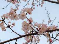 比日本更好看的櫻花🌸武漢賞櫻2025
