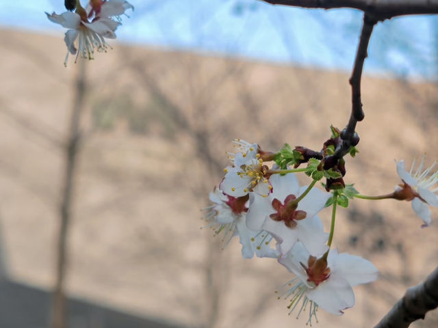 比日本更好看的櫻花🌸武漢賞櫻2025