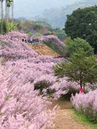 粉紅山丘麝香木秘境櫻花美景