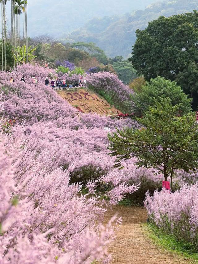 粉紅山丘麝香木秘境櫻花美景
