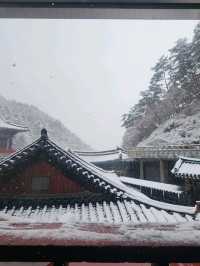 救仁寺📺 冬天去不怕賞不到雪 太多雪了