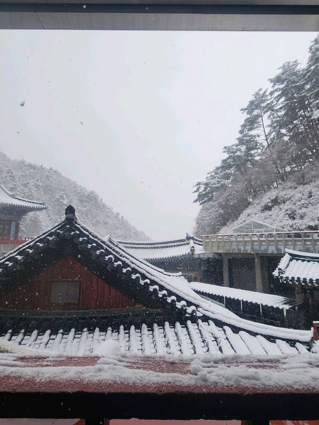 救仁寺📺 冬天去不怕賞不到雪 太多雪了