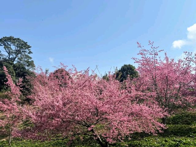福壽山千櫻園，上千株櫻花現正滿開中！