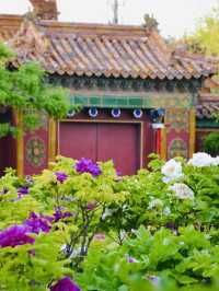 Jingshan Park: A Peaceful Oasis in Beijing