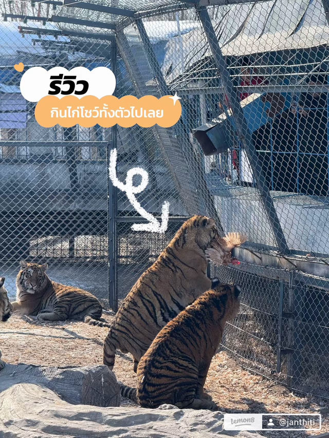 Harbin Siberian Tiger Park 🐅❄️
