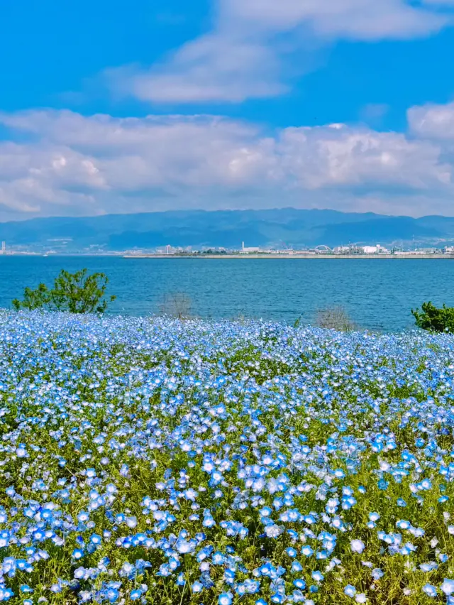Maishima Nemophila Flower Festival, Japan 🇯🇵