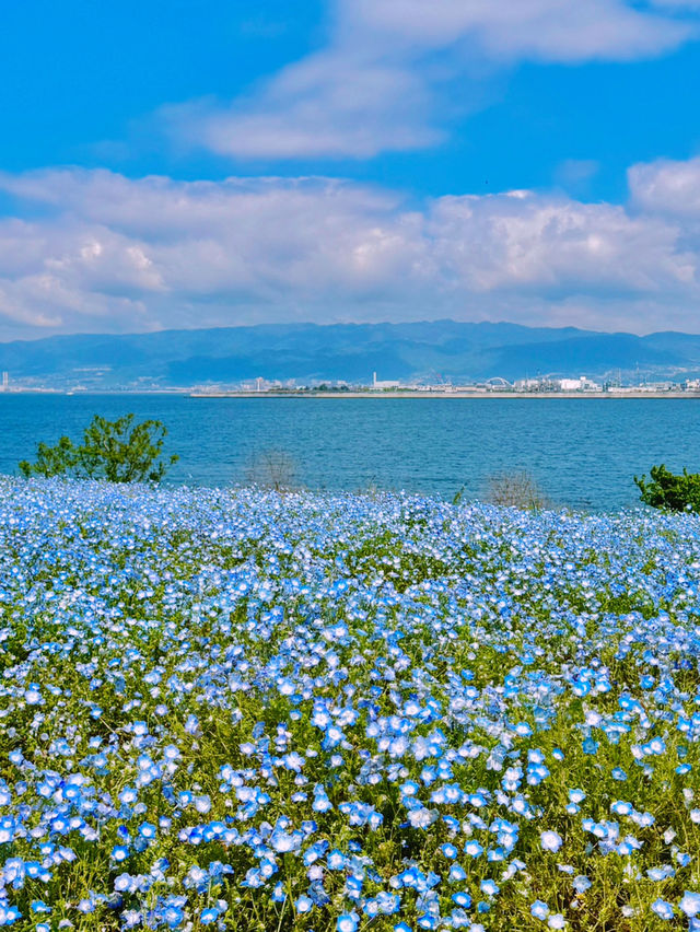 Maishima Nemophila Flower Festival, Japan 🇯🇵