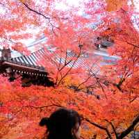 Kyoto - Eikando đừng nên bỏ qua