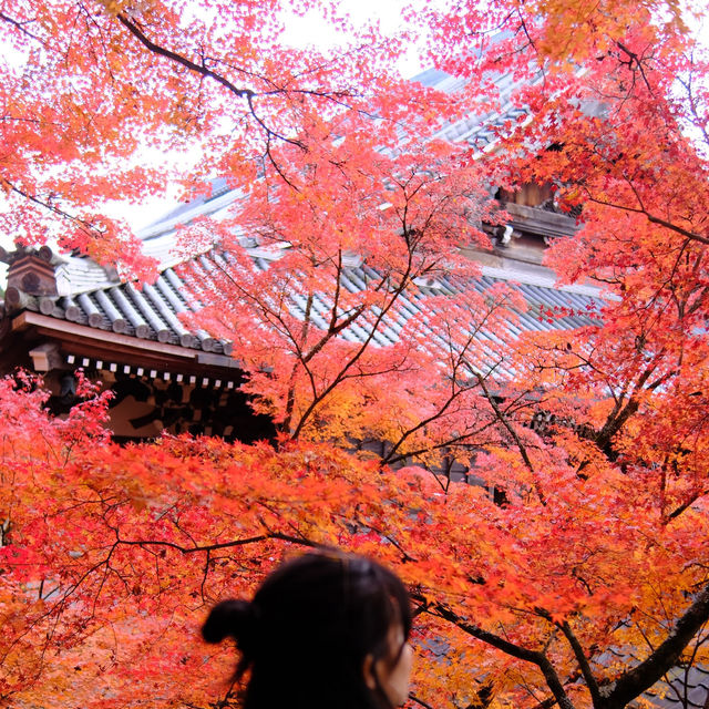 Kyoto - Eikando đừng nên bỏ qua