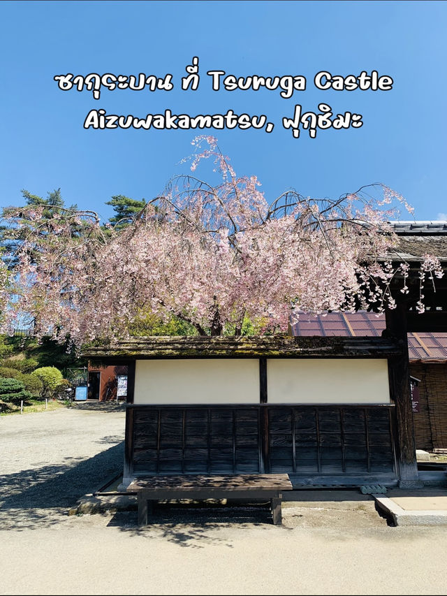 ซากุระบานสุดโรแมนติกที่ Tsuruga Castle